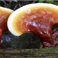 REISHI Grzyby lecznicze w hodowli przy domu. Lakownica lśniąca, Reishi (Ganoderma lucidum).