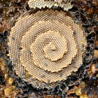 Australijska pszczółka, która buduje niesamowite spiralne ule.