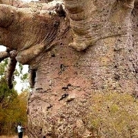 6000-letnie drzewo baobab w Tanzanii.