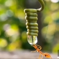 Mrówka próbuje ugasić pragnienie dzięki sile adhezji powstałej między kroplą wody a rośliną.