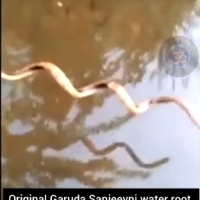 Oryginalny korzeń wodny Garuda sanjeevni poruszający się pod prąd rzeki.