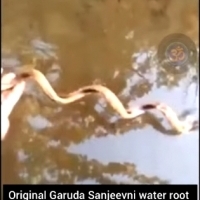 Oryginalny korzeń wodny Garuda sanjeevni poruszający się pod prąd rzeki.