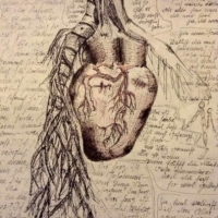 Wszystkie narządy wewnętrzne człowieka są łyse i gładkie. Łysa jest wątroba, kiszki, płuca.