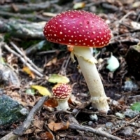 Amanita muscaria są piękne.