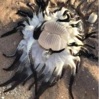An extremely toxic Dofleinia armata that washed ashore near Broome, Western Australia.