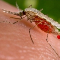  Jeśli komar pije krew pijanej osoby, czy upija się tą krwią?