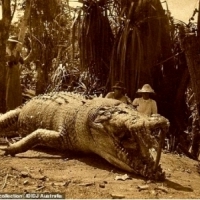 Największy krokodyl, jakiego kiedykolwiek złapano w Australii.