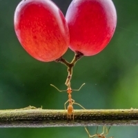 Mrówki podnoszą ciężary pyszczkami, a ciężar ładunku, który niosą, jest przenoszony na stopy przez staw szyjny.