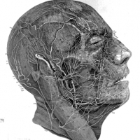 Nerwy i naczynia krwionośne twarzy. Ludwik Frid. 1751-1823r