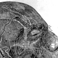 Nerwy i naczynia krwionośne twarzy. Ludwik Frid. 1751-1823r