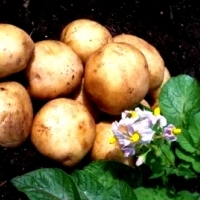 Bulwy ziemniaka stanowią dzisiaj dla milionów ludzi podstawę pożywienia.