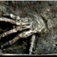 Archeolodzy odkopali szkielety 16 gigantycznych rąk ludzkich zakopanych w czterech dołach.