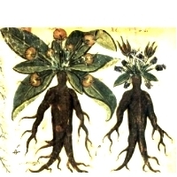 MANDRAGORA - MAGICZNA ROŚLINA- ŻEŃSZEŃ.