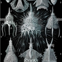 Radiolaria: jednokomórkowe stworzenia, które są doskonalsze niż ludzie.