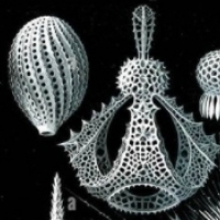 Radiolaria: jednokomórkowe stworzenia, które są doskonalsze niż ludzie.
