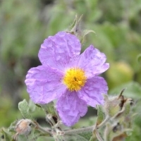 Czystek, Cistus incanus z rodziny czystkowatych Cistaceae, to zioło, któremu są przypisywane wyjątkowe  właściwości zdrowotne .
