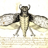 Kosmata szarańcza z Kalisza. (1749).