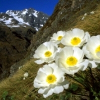Dlaczego większość rodzimych roślin w Nowej Zelandii ma białe kwiaty?⁣