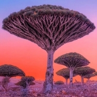 Smocze drzewo Socotra to kultowe drzewo o długiej historii komercyjnego wykorzystania.