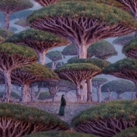 Smocze drzewo Socotra to kultowe drzewo o długiej historii komercyjnego wykorzystania.