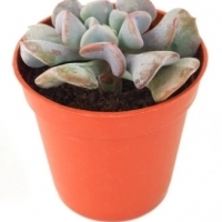 Echeveria 'Cubic Frost' Eszeweria - Sukulent.