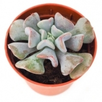 Echeveria 'Cubic Frost' Eszeweria - Sukulent.