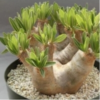 sukulent Z MADAGASKARU Pachypodium densiflorum.