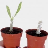 sukulent Z MADAGASKARU Pachypodium densiflorum.