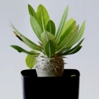 sukulent Z MADAGASKARU Pachypodium densiflorum.