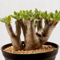 sukulent Z MADAGASKARU Pachypodium densiflorum.