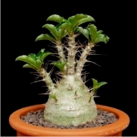 Pachypodium SAUNDERSII - sukulent niczym PALMA.