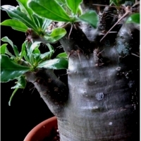 Pachypodium SAUNDERSII - sukulent niczym PALMA.