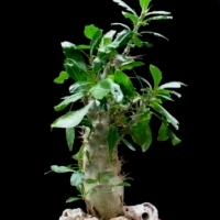 Pachypodium SAUNDERSII - sukulent niczym PALMA.