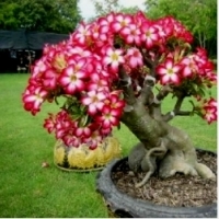 Adenium obesum Róża Pustyni MINI BAOBAB.