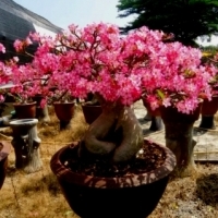 Adenium obesum Róża Pustyni MINI BAOBAB.