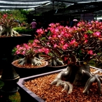 Adenium obesum Róża Pustyni MINI BAOBAB.