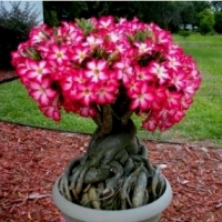 Adenium obesum Róża Pustyni MINI BAOBAB.