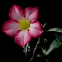 Adenium obesum Róża Pustyni MINI BAOBAB.