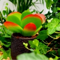 Kalanchoe thyrsiflora Tęczowe GNIAZDKO.