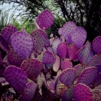 Opuntia violacea SANTA RITA opuncja FIOLET.