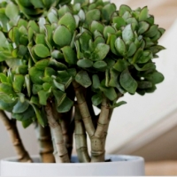 Grubosz BLUE HALE Crassula undulatifolia.
