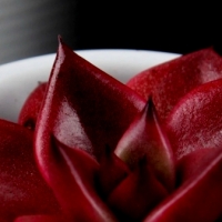 Echeveria taurus -piękna różowa rozeta.