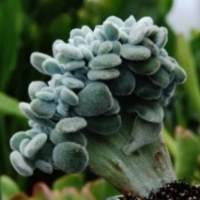 Echeveria pulvinata 'Frosty Cristata' oszroniona.