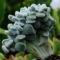 Echeveria pulvinata 'Frosty Cristata' oszroniona.