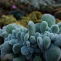 Echeveria pulvinata 'Frosty Cristata' oszroniona.