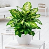 Dieffenbachia Compacta EFEKTOWNE LIŚCIE.