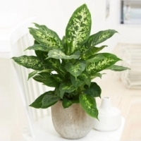 Dieffenbachia Compacta EFEKTOWNE LIŚCIE.