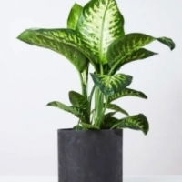 Dieffenbachia Compacta EFEKTOWNE LIŚCIE.