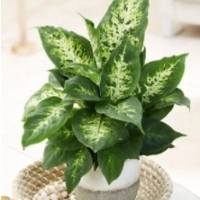 Dieffenbachia Compacta EFEKTOWNE LIŚCIE.