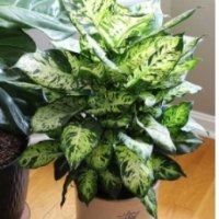 Dieffenbachia Compacta EFEKTOWNE LIŚCIE.